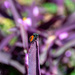 Plant Bug by leopuv