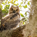 Found the Baby Owl Again Today! by rickster549