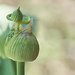 Alien Allium by gardencat