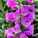 Foxgloves by congaree
