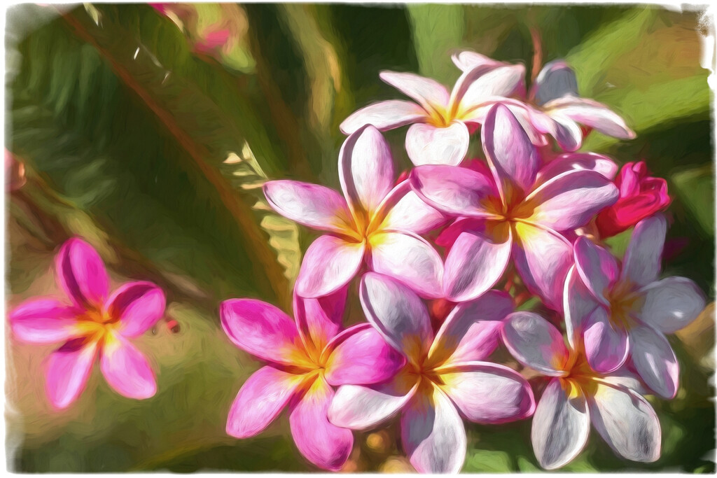 My frangipani painted by ludwigsdiana