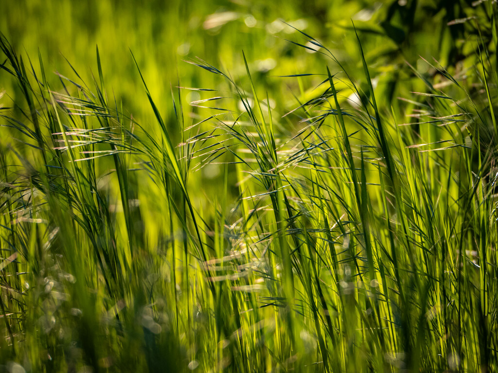 In tall grass by haskar