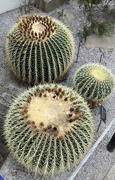 3rd May 2024 - Golden Barrel Cactus 