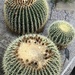 Golden Barrel Cactus  by foxes37