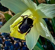 3rd May 2024 - The Bumble Bee