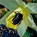 The Bumble Bee by gardenfolk