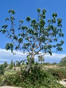 3rd May 2024 - Fig tree