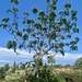 Fig tree by monicac