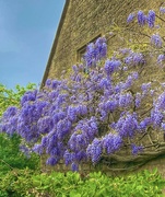 2nd May 2024 - Wisteria Hysteria