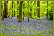 3rd May 2024 - Bluebell Wood