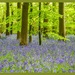 Bluebell Wood by carolmw