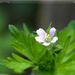 The wild geranium... by marlboromaam