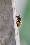 3rd May 2024 - The Wasp