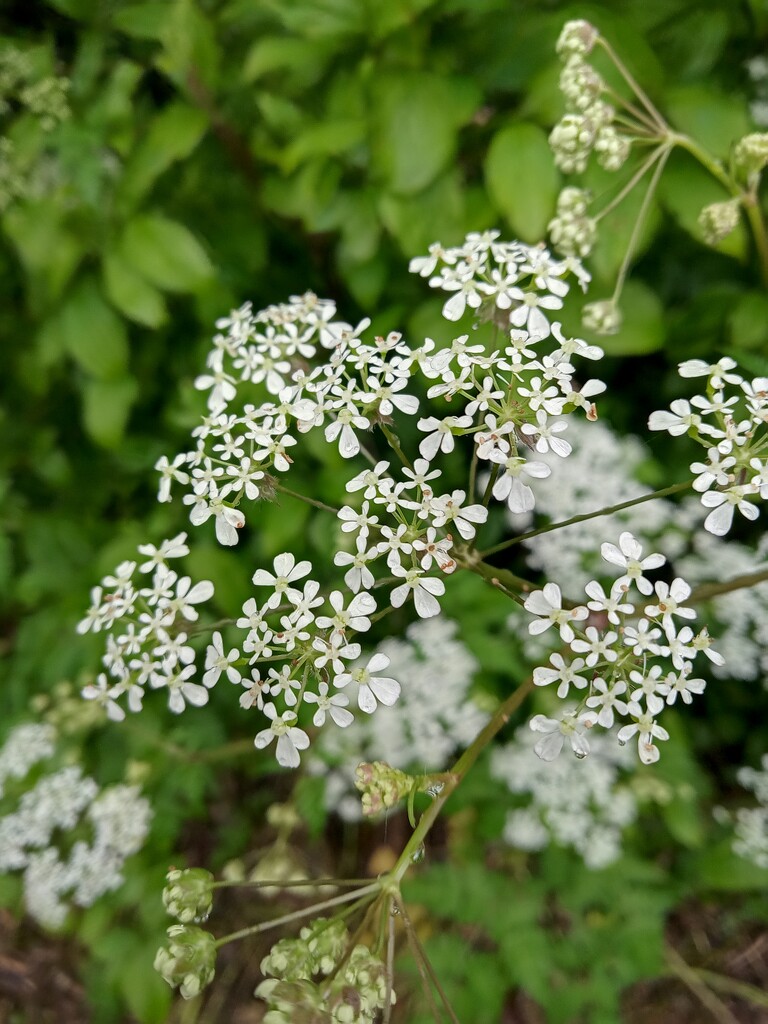 Cow Parsley  by 365projectorgjoworboys
