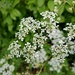 Cow Parsley  by 365projectorgjoworboys