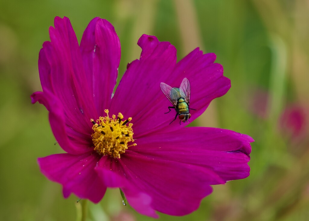 Just A Fly On A Flower.... P5039332 by merrelyn