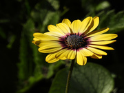 3rd May 2024 - Gerbera Daisy