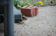 3rd May 2024 - I see you little chipmunk