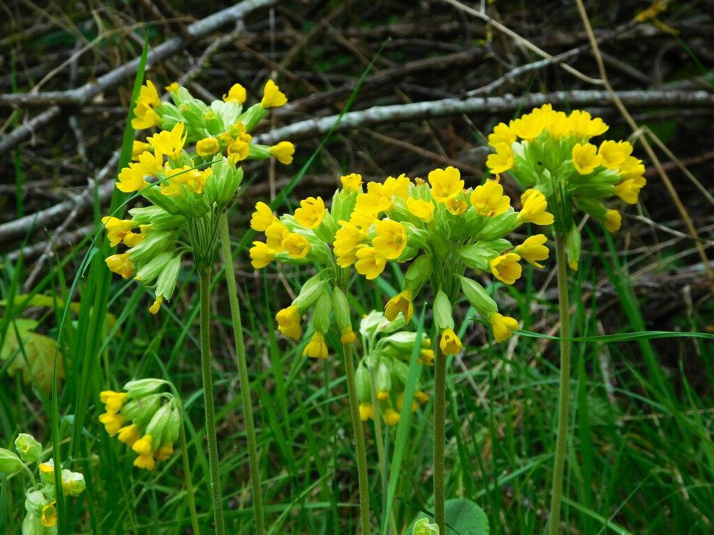 A little clump by 365anne