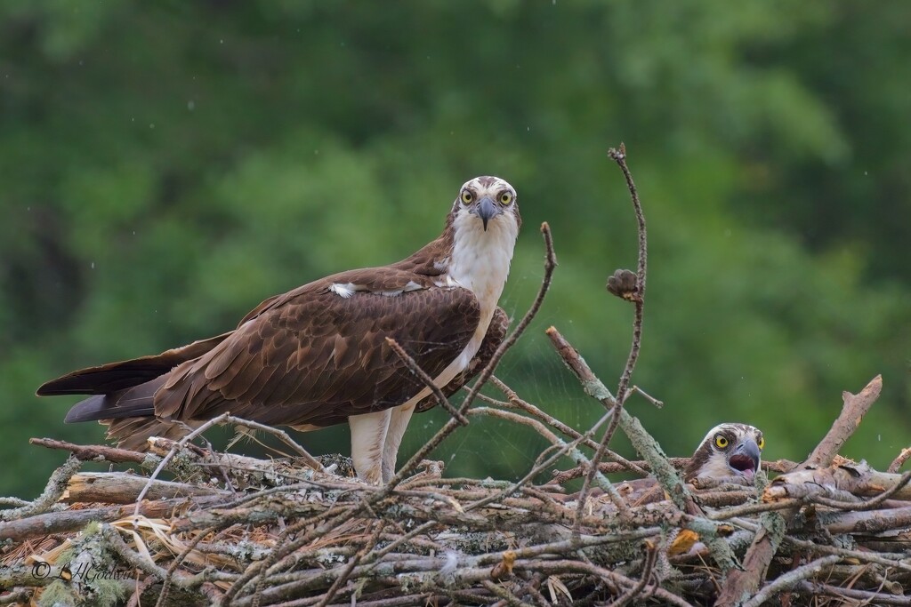 LHG_0052Pair of Ospreys both on the nest lake oconee by rontu