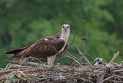 1st May 2024 - LHG_0052Pair of Ospreys both on the nest lake oconee