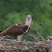 LHG_0052Pair of Ospreys both on the nest lake oconee