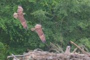 2nd May 2024 - LHG_0081 Pair of Ospreys flys near the nest 