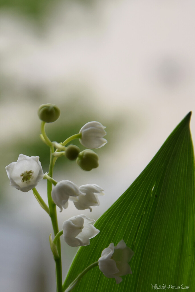 Lily of the valley  by parisouailleurs