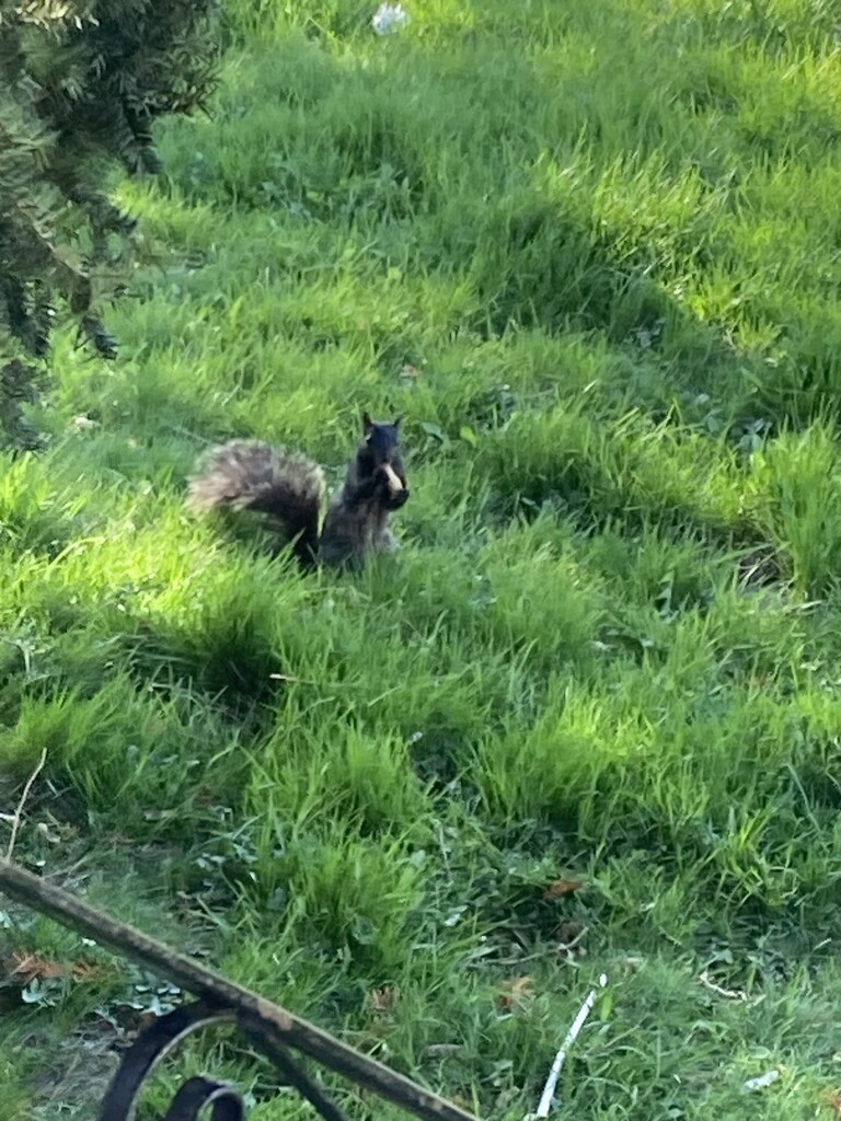 Squirrel in the Grass by spanishliz