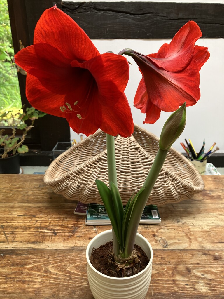 Amaryllis - Christmas present come good! by snowy