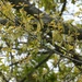 Oak tree catkins... by marlboromaam