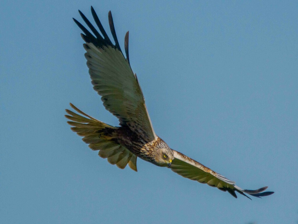 Marsh Harrier Male   by padlock