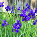 Irises By The Fence