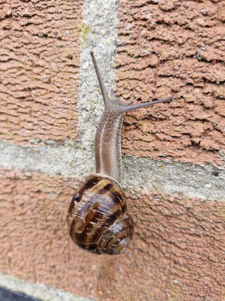 Snail by dragey74