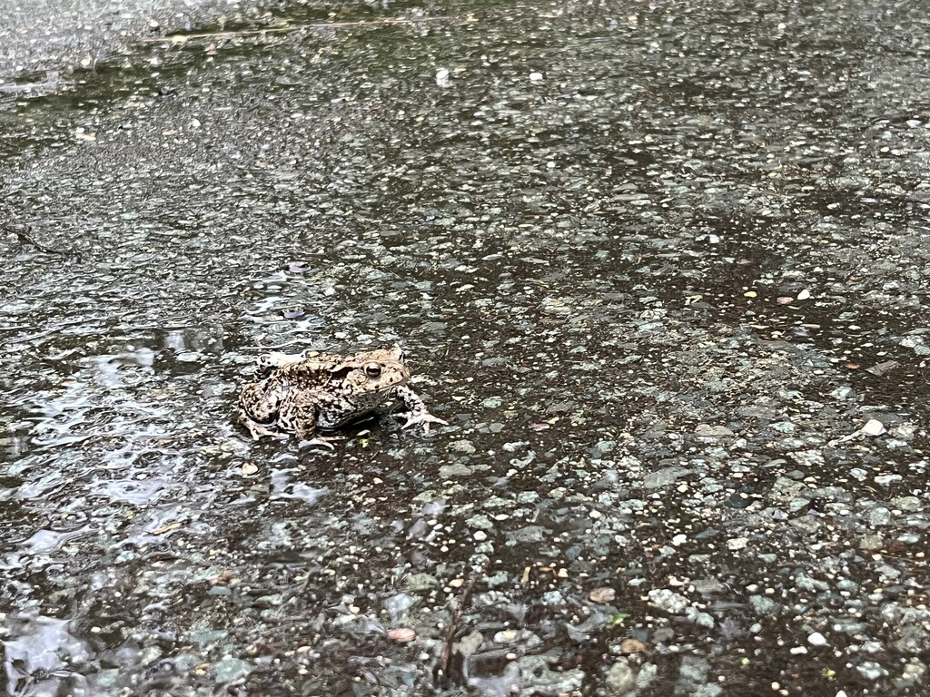 Toad on a wet walk by helenawall
