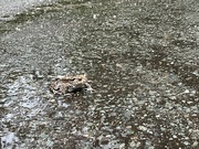 3rd May 2024 - Toad on a wet walk