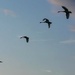 A Flight of Swans by carole_sandford