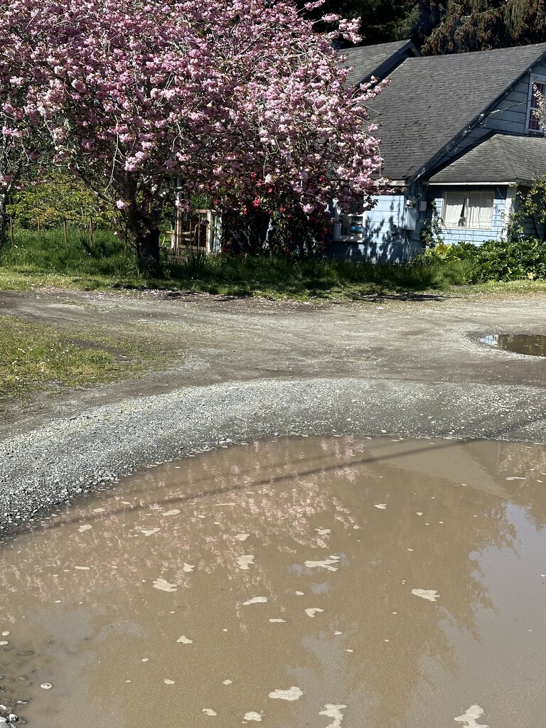 Muddy spring by pandorasecho