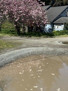 3rd May 2024 - Muddy spring