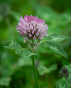 3rd May 2024 - Red Clover