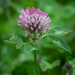 Red Clover by anncooke76
