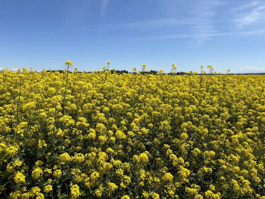 Field Mustard by pirish