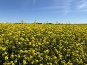 3rd May 2024 - Field Mustard