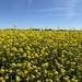 Field Mustard by pirish