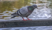 2nd May 2024 - Pigeon at the Duck Park (Jupiter 8 Vintage Lens)