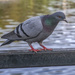 Pigeon at the Duck Park (Jupiter 8 Vintage Lens) by phil_howcroft