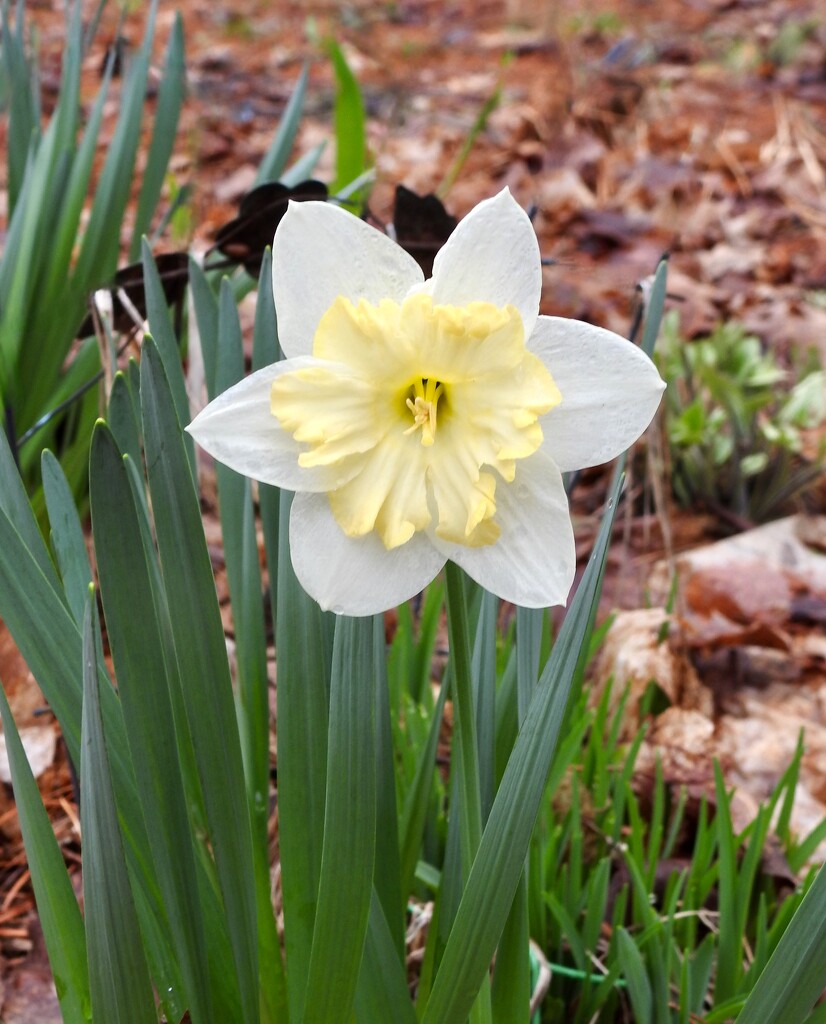 Daffodil by sunnygreenwood