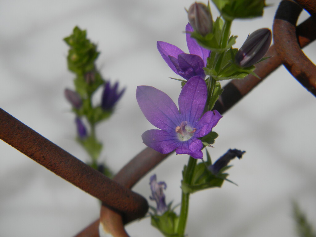 Purple Flower on Fence  by sfeldphotos