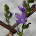 Purple Flower on Fence  by sfeldphotos