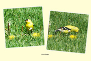 3rd May 2024 - Goldfinch Iowa state bird